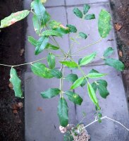 Commiphora aprevalii