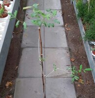 Commiphora aprevalii