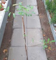 Commiphora aprevalii
