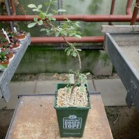 Commiphora campestris Bachume, Kenia