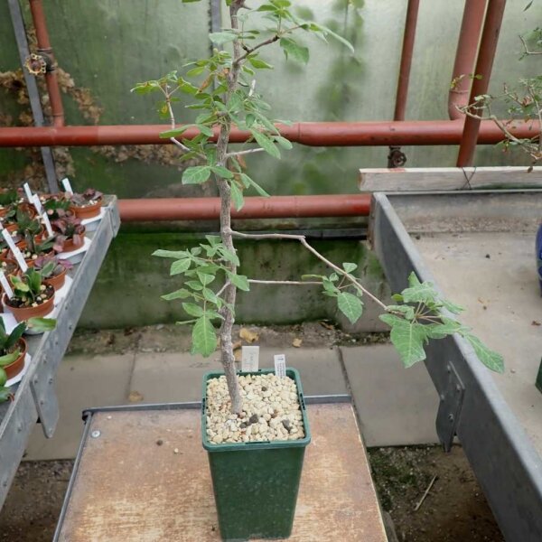 Commiphora mollis Zimbabwe, Mozambique, Botswana, Namibia, SO-Afrika