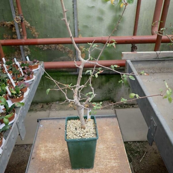 Commiphora edulis RSA