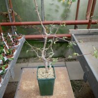 Commiphora edulis RSA