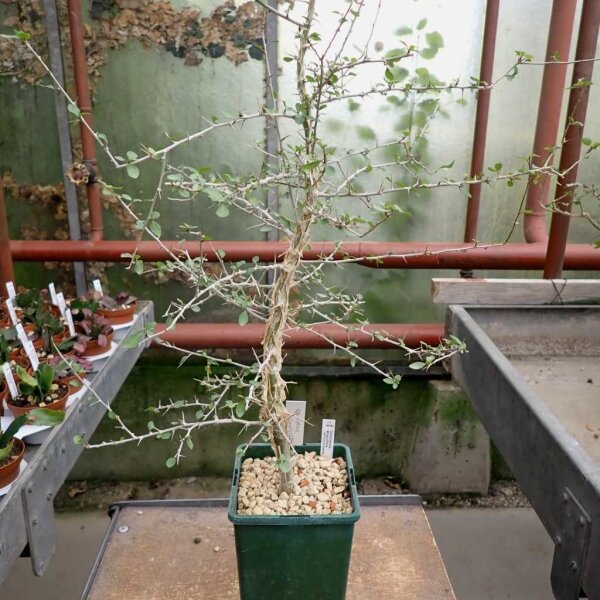 Commiphora simplicifolia Lake Tsimanampetsotsa am Mandrave Fluß, Madagaskar