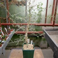 Commiphora simplicifolia Lake Tsimanampetsotsa am...