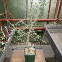 Commiphora simplicifolia Lake Tsimanampetsotsa am...