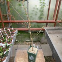 Commiphora neglecta Zimbabwe, Mozambique, RSA, Botswana
