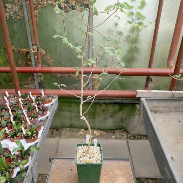 Commiphora africana v. glaucidula Kenia