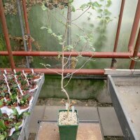 Commiphora africana v. glaucidula Kenia
