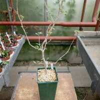 Commiphora ugogensis Zimbabwe, Mozambique, Tanzania
