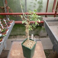 Commiphora eminii Kenia