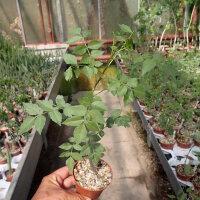 Commiphora dulcis