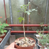 Commiphora dulcis