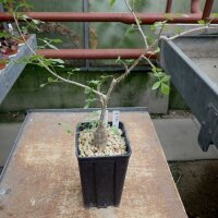 Bursera filicifolia