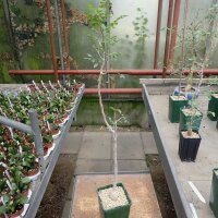 Bursera compacta Baja California, Mexiko