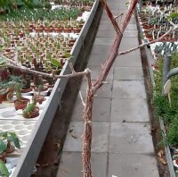 Bursera sp. Guatemala