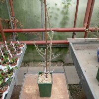 Bursera microphylla Sonora, NW-Mexiko