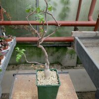 Bursera cerasifolia Baja California, Mexiko