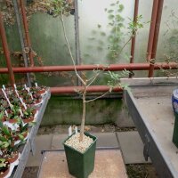 Bursera silviae Oaxaca, Mexiko