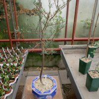Bursera microphylla Arizona, Mexiko