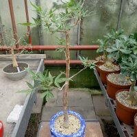 Bursera lancifolia Guerrero, La Loja, Puebla, Mexiko