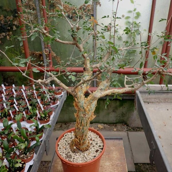 Bursera fagaroides Sonora, Calofornien, Arizona, NW-Mexiko