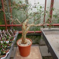 Bursera fagaroides Sonora, Calofornien, Arizona, NW-Mexiko