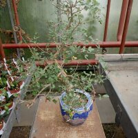 Bursera fagaroides Sonora, Calofornien, Arizona, NW-Mexiko