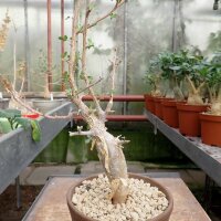 Bursera adorata San Gregorio, Mexiko
