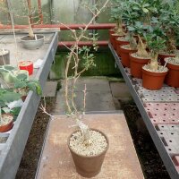 Bursera adorata San Gregorio, Mexiko
