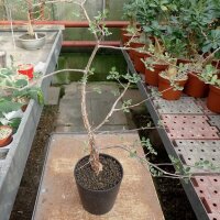 Commiphora sp. S-Ampanihy, Madagaskar