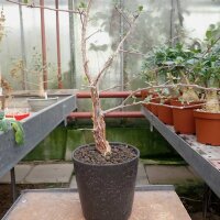 Commiphora sp. S-Ampanihy, Madagaskar