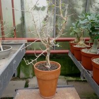 Commiphora samharensis ssp. terebinthina
