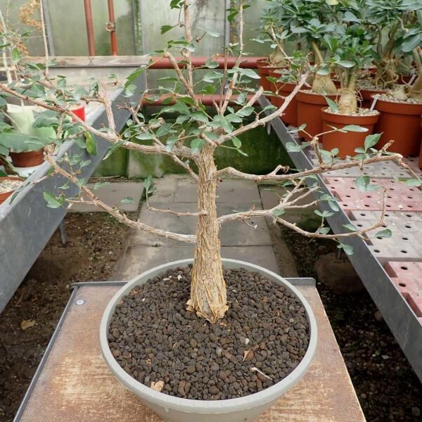 Bursera cuneata Tepoztlan - Moralos
