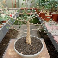 Bursera cuneata Tepoztlan - Moralos