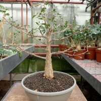 Bursera cuneata Tepoztlan - Moralos