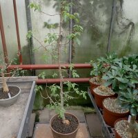 Commiphora harveyi Mozabique, SO-Afrika