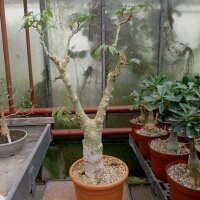 Commiphora unilobata Masabit County, Logologo, Kenia