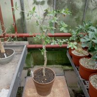 Commiphora pyracanthoides Botswana, Zimbabwe, Mozambique,...