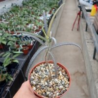 Boswellia elongata Sokrata, Jemen