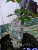 Commiphora humbertii N-Madagaskar