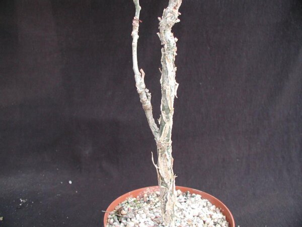 Commiphora guillauminii Morondava, Madagaskar