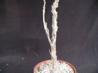 Commiphora guillauminii Morondava, Madagaskar