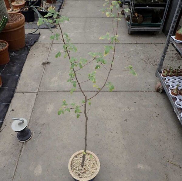Commiphora mildbraedii Ghazi, Kenia