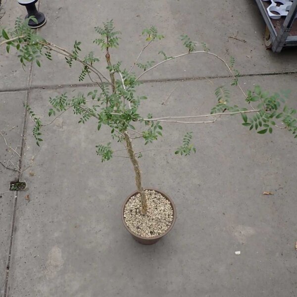 Commiphora sp. N-Ampanihy, Madagaskar