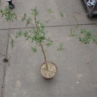 Commiphora sp. N-Ampanihy, Madagaskar