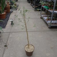 Commiphora sp. N-Ampanihy, Madagaskar