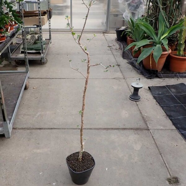Commiphora wightii Sri Lanka, Pakistan, Tropisches Indien