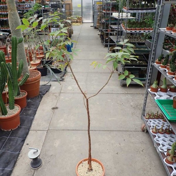 Bursera arborea S-Jalisco, Sonora, Sinaloa, Chihuahua, Mexiko