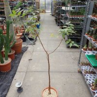 Bursera arborea S-Jalisco, Sonora, Sinaloa, Chihuahua,...